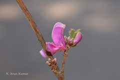 Indigofera heterantha